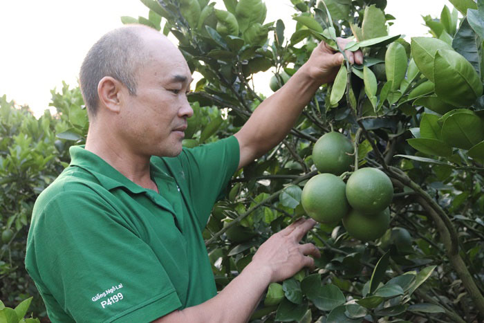 Làm giàu ở nông thôn: Trúng lớn nhờ trồng xoài, bưởi trên đất dốc - 4