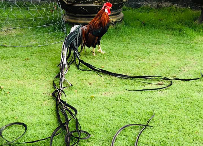Con gà trống này đuôi dài 4,2m từng được một đại gia trả 150 triệu đồng nhưng anh quyết từ chối.