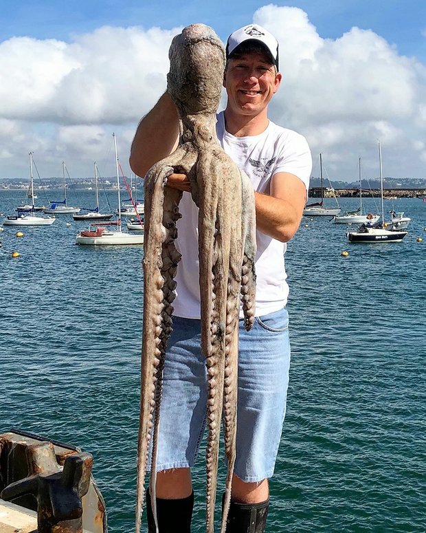 Ngư dân bắt được bạch tuộc quái vật khổng lồ dài 3 mét ở Anh - 1
