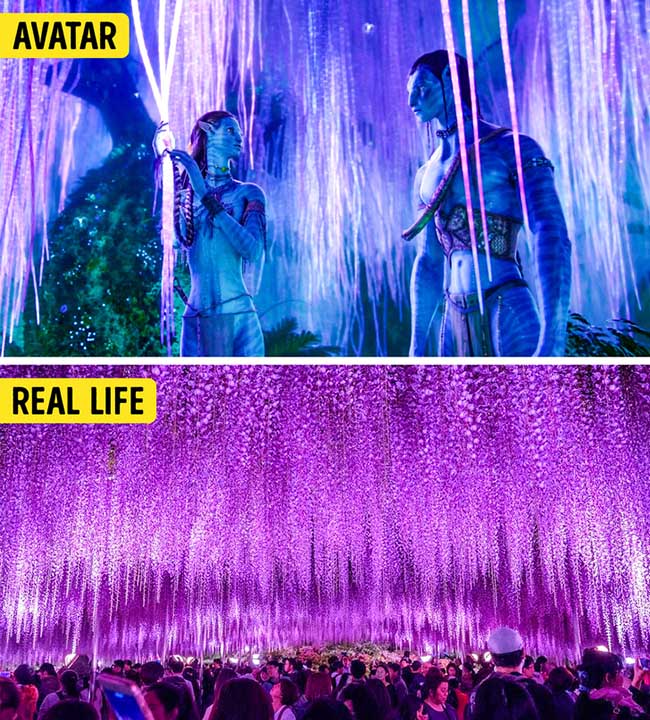 1. Cây linh hồn trong phim Avatar & hoa tử đằng tại công viên hoa Ashikaga, Nhật Bản.