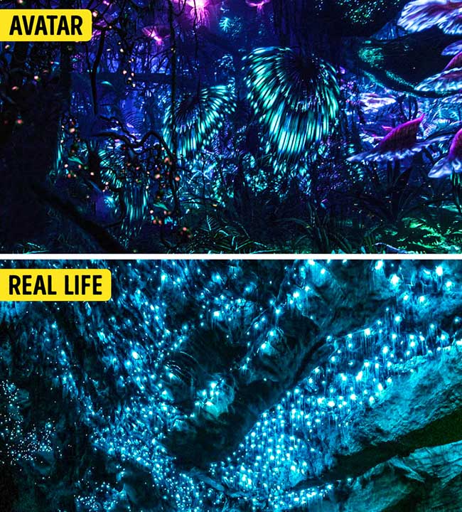 7. Đêm Pandora, Avatar & Hhang động Waitomo Glowworm ở New Zealand.
