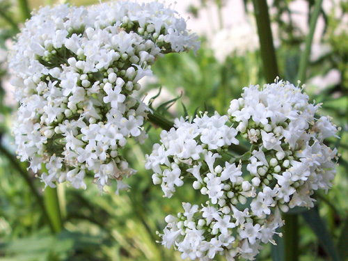 Mỗi năm người Pháp dùng 100 – 150 tấn rễ Nữ lang để làm vị thuốc hỗ trợ trị mất ngủ