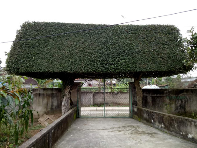Hai cây duối cổ thụ được anh Nguyễn Văn Thắng biến thành chiếc cổng nhà.