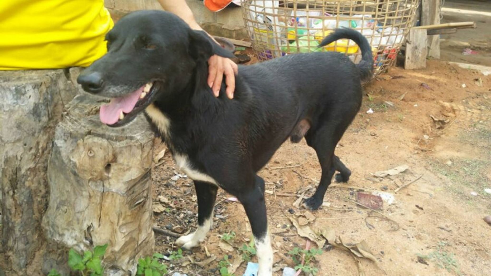 Thái Lan: Mẹ chôn sống bé sơ sinh, chó đến cứu mạng - 1