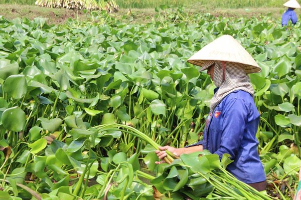 Loại lá ở Việt Nam băm cho lợn ăn, đưa sang Nhật được xem là siêu thực phẩm và bán với giá đắt đỏ - 3