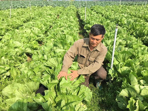 Nắng chang chang, trồng cải bẹ xanh ngút ngàn, bán lúc nào cũng đắt - 2