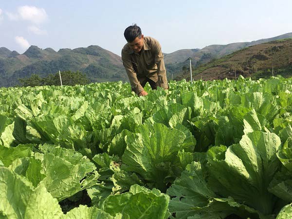 Nắng chang chang, trồng cải bẹ xanh ngút ngàn, bán lúc nào cũng đắt - 4