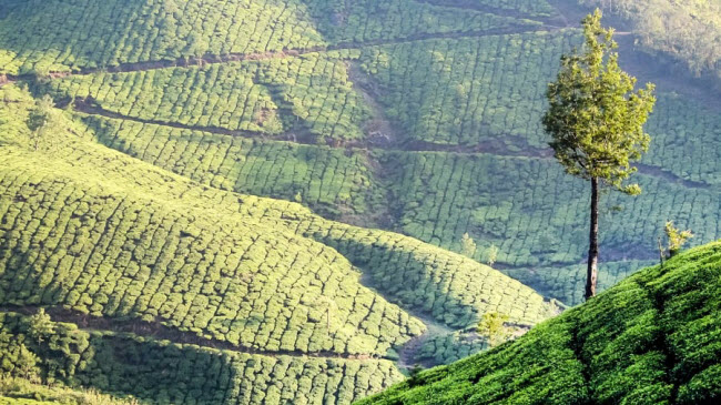 Munnar, Kerala: Nổi tiếng với những dãy đồi uốn lượn và nông trường trồng chè, Munnar là điểm đến ưa thích của du khách mê ngắm cảnh thiên nhiên. Nơi đây cũng có đỉnh Anamudi, cao nhất ở miền nam Ấn Độ.