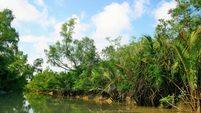 Sundarbans, West Bengal: Đây là khu rừng đước lớn nhất thế giới. Nó nằm trên dùng đồng bằng tại cửa sông Hằng và trải dài dọc bang West Bengal và một phần lãnh thổ Bangladesh.