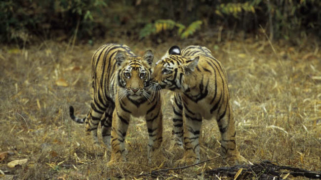 Vườn quốc gia Bandhavgarh, Madhya Pradesh: Khu bảo tồn động vật hoang dã này có diện tích 100 km2 và là nơi sinh sống của hơn 50 con hổ. Thời điểm lý tưởng  nhất để xem hổ ở đây là từ tháng 4 đến tháng 6 hằng năm.