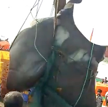 Video: Bắt được cá đuối khổng lồ chưa từng thấy, nặng 1,3 tấn - 1