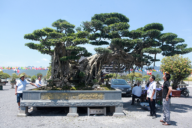 Tại triễn lãm cây cảnh Tam Chúc (Ba Sao, Hà Nam), một cây sanh bonsai “khổng lồ” có hình thù kì quái khiến du khách và giới chơi cây cảnh choáng ngợp, bởi đây là lần đầu tiên họ nhìn thấy một cây sanh trên chậu lớn như vậy.