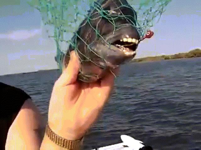 Phát hiện loài cá lạ có hàm răng đều tăm tắp giống y con người