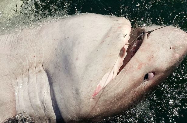 Giằng co suốt 90 phút, người phụ nữ khuất phục cá mập “khủng” hơn nửa tấn - 1