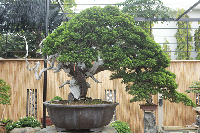 Anh Phong cho hay, những cây duyên tùng này đều có tuổi đời trên 100 năm và rất có giá trị, có cây lên đến trên 3 tỷ đồng.