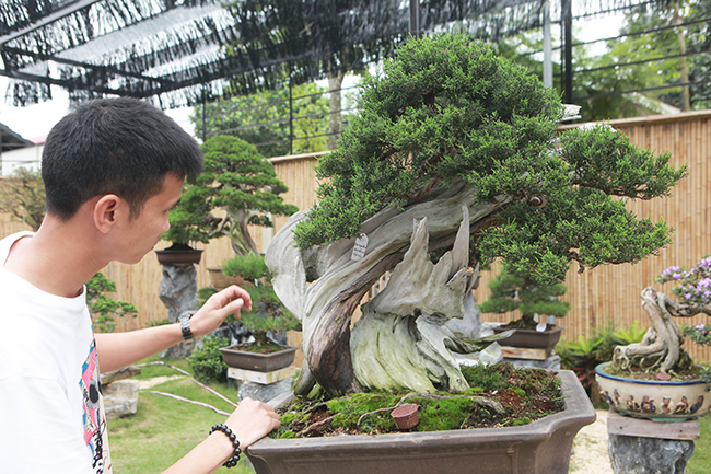 Một cây bonsai đẹp là phải có thế &#40;dáng&#41; đẹp.