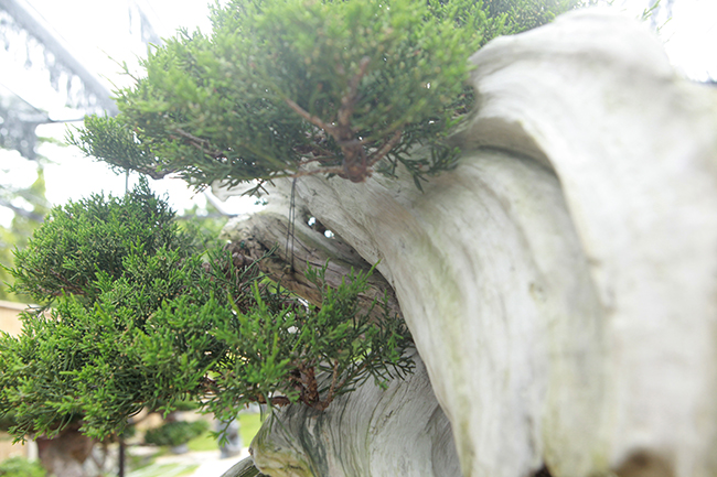 Sau một thời gian học hỏi, anh Phong chia sẻ: “Một bonsai đẹp không chỉ hội tụ yếu tố nghệ thuật đến từ bàn tay chăm sóc, tỉa tót của con người, Bonsai đẹp còn phải mang được đến cho người thưởng lãm cảm nhận về sức sống tràn nhựa sống từ thiên nhiên, khiến ta vì thế mà luôn muốn vươn lên trong cuộc sống”.