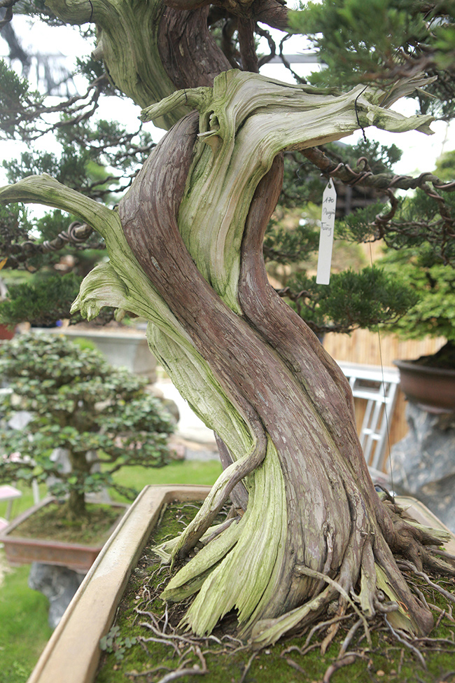 Thân tuy ngắn nhưng uốn lượn rất đẹp. Đa số những cây bonsai người Nhật làm có kích thước không quá lớn.