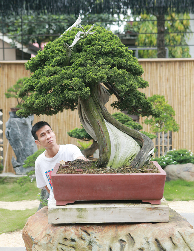 Tuyệt phẩm bonsai duyên tùng giá trị nhất vườn có giá trên 3 tỷ đồng