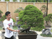 Thị trường - Tiêu dùng - Choáng ngợp vườn bonsai Nhật tiền tỷ giữa đất Bắc Giang