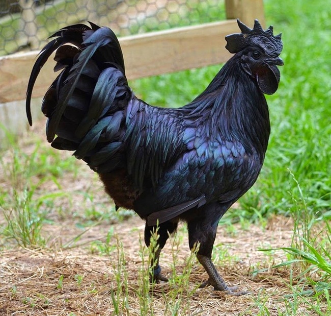 Ayam Cemani là loại gà quý hiếm có nguồn gốc từ Indonesia. Điểm đặc biệt của loại gà này là toàn cơ thể nó được bao phủ một màu đen mà  không có bất cứ một màu gì khác như nhiều giống gà chúng ta thường thấy.