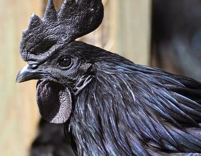 Mọi bộ phận của loài gà này đều có màu đen từ lông đến bàn chân, lưỡi, móng, mỏ...