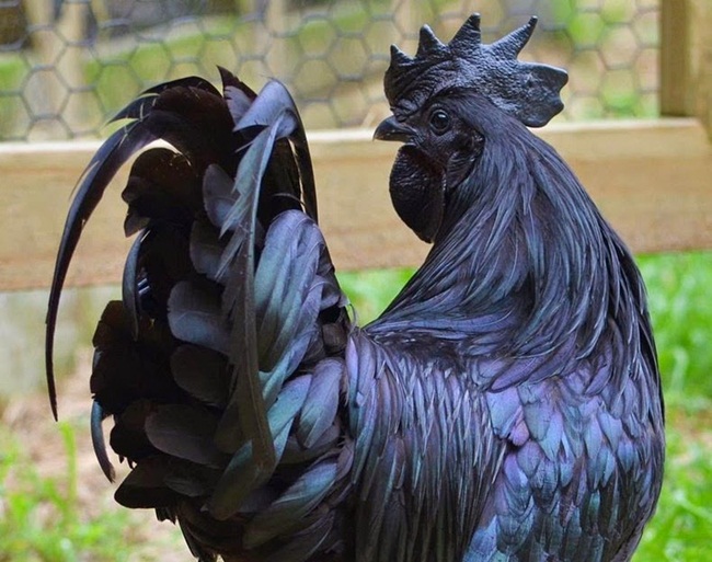 Gà này còn được một số nơi gọi là "gà mặt quỷ". Tên gọi này có thể là xuất phát từ màu đen bao phủ trên cơ thể nó. 