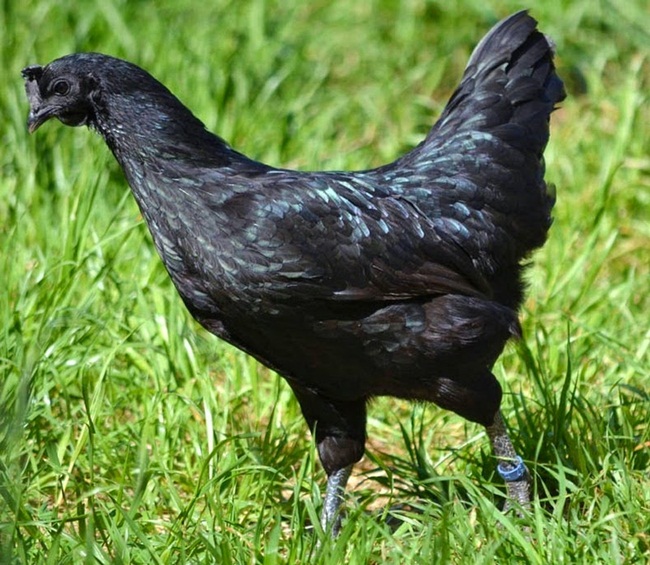 Với đặc điểm bên ngoài toàn màu đen, đây là giống gà vào hàng lạ nhất thế giới.