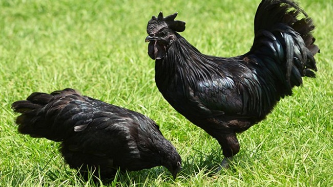 Sở dĩ con gà có màu đen là do  fibromelanosis - đột biến di truyền vô hại làm tăng sinh của các tế bào sắc tố đen xảy ra khi con gà đang ở trong phôi khiến khi sinh ra gà Ayam Cemani có màu đen.
