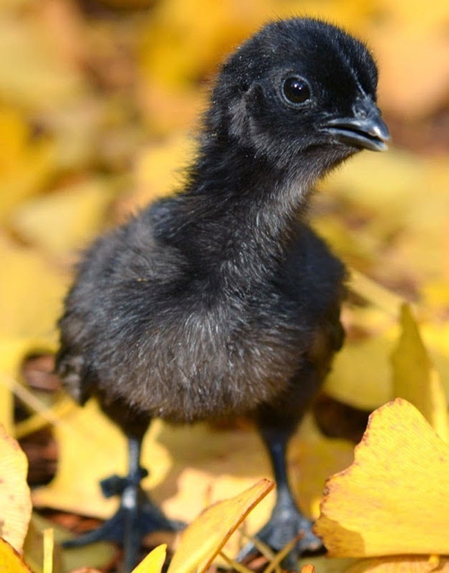 Một con gà con giống Ayam Cemani sinh ra đã có màu đen bao phủ khắp cơ thể.