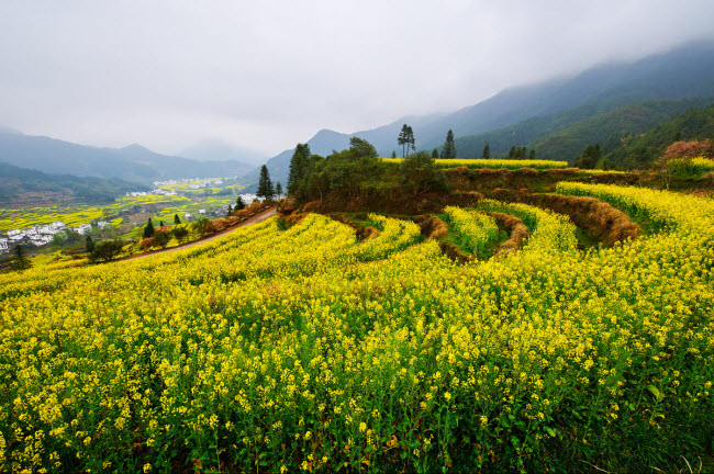1. Vụ Nguyên: Nơi đây được coi là vùng đồng quê đẹp nhất ở Trung Quốc với những cánh đồng hoa nhiều màu sắc dọc sườn núi.
