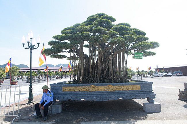 Tại triễn lãm cây cảnh Tam Chúc (Ba Sao, Hà Nam), cây sanh này được đánh giá là đẹp và có giá trị nhất tại triển lãm.
