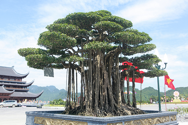 Anh Minh (TP. Phủ Lý, Hà Nam), chủ nhân của tác phẩm cho biết, cây sanh có tên “Dáng làng” hay “Quần long hội tụ”. Cây có tuổi đời khoảng 200 năm, nguồn gốc từ Nam Điền (Nam Định).