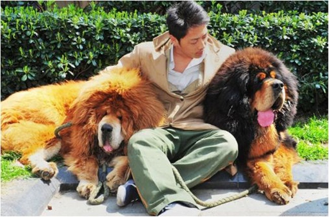 Chú chó ngao được mua có cân nặng 90kg và cao 90cm.