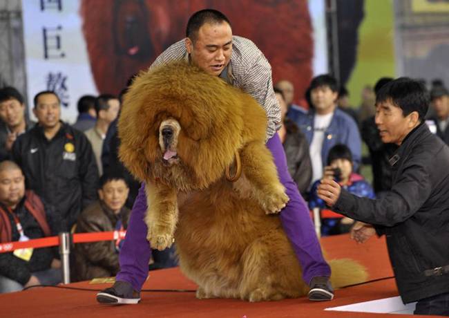 Với bộ lông dày, chó ngao Tây Tạng nhìn ngoài như sư tử. Chúng có đặc điểm là rất trung thành.