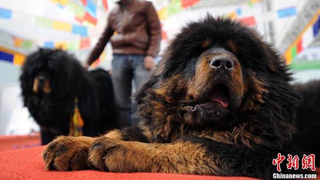 Chó ngao Tây Tạng có màu đen, đen kèm nâu, vàng hay vàng kèm đen...