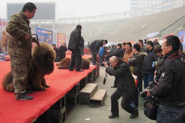 Cách đây mấy năm, chó ngao Tây Tạng được nhiều đại gia tìm mua. Một người bán chó ngao tên Zhang từng tiết lộ, có người chấp nhận trả một chiếc đồng hồ giá 30.000 nhân dân tệ (~101 triệu đồng) và một chiếc xe hơi để đổi lấy một con chó nhỏ.