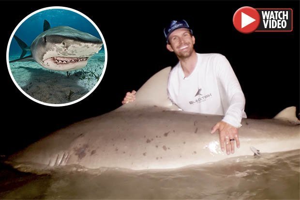 Video: Bắt cá mập quái vật nguy hiểm nhất thế giới nặng gần 2 tạ ở Mỹ - 1