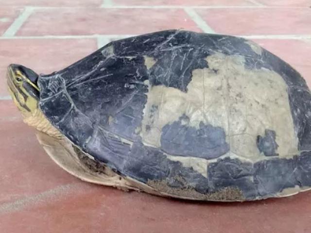 Hết rắn và trăn "khủng", người dân An Giang lại phát hiện rùa lạ hiếm
