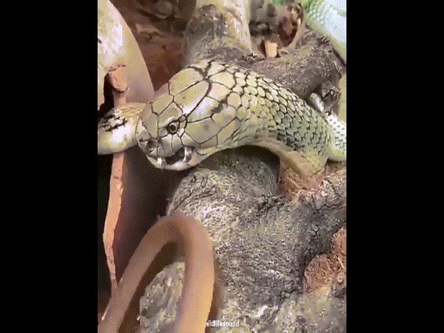 Video: Kết cục của rắn chuột khi giỡn mặt hổ mang chúa khổng lồ