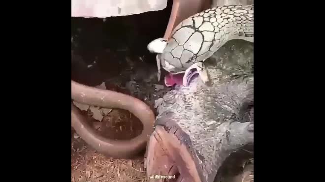 Video: Kết cục của rắn chuột khi giỡn mặt hổ mang chúa khổng lồ - 1