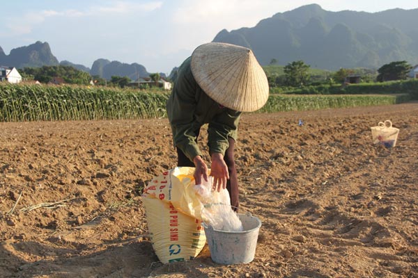 Trồng ngô không lấy bắp mà bán cả cây, dân sông Lam có trăm triệu - 2