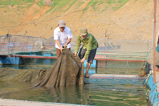 Từ núi xuồng sông Đà nuôi cá đặc sản mà khấm khá hẳn lên - 4