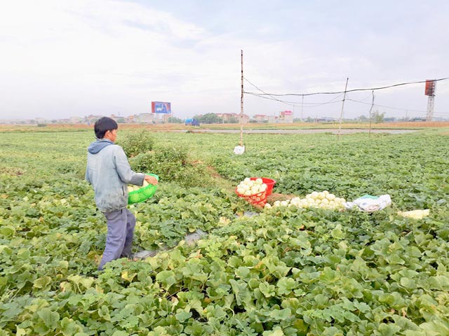 Nghệ An: Trúng mùa dưa lê, nông dân kiếm bộn tiền - 5