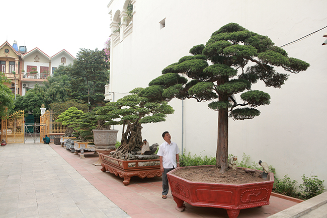 Chủ sở hữu vườn cây cảnh là anh Phan Văn Toàn (TP. Việt Trì, Phú Thọ). Năm 2014, hội Sinh vật cảnh Châu Á bình chọn đây là Vườn cây xuất sắc nhất Đông Nam Á. Năm 2015 vườn cây tiếp tục được các tổ chức trong nước công nhận là vườn cây cảnh di sản đầu tiên tại Việt Nam.