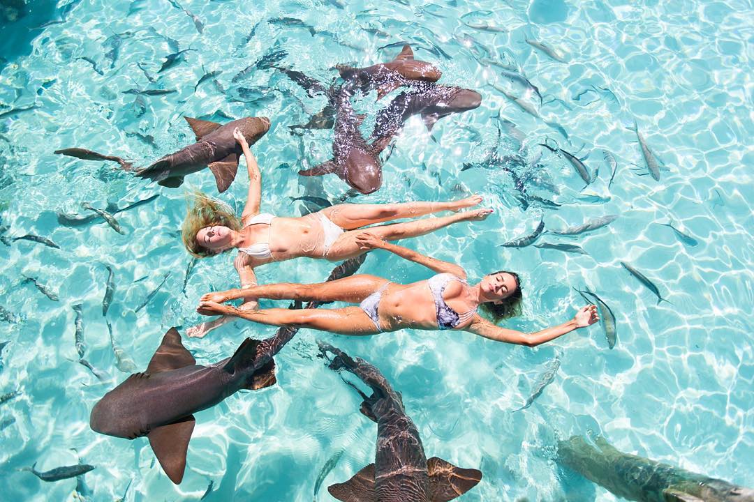 Người đẹp bikini bơi trong vùng nước đầy cá mập - 1