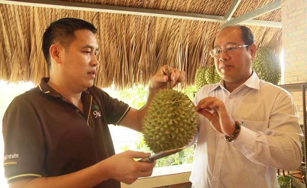 Trồng sầu riêng chín tự nhiên, bán tới 300 ngàn/ký vẫn đắt hàng - 4