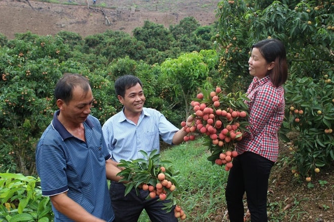 Trung Quốc mất 40% sản lượng vải, thương nhân &#34;săn&#34; vải thiều Việt - 1