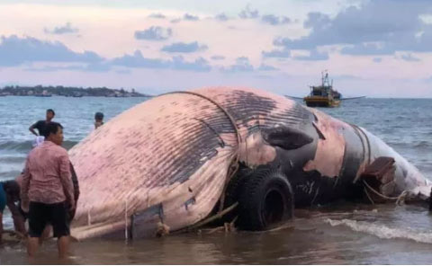 Bình Thuận: Một “cá Ông” khổng lồ lụy bờ - 1