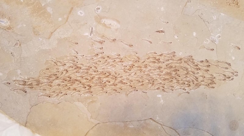 Kinh ngạc hóa thạch 50 triệu năm của đàn cá đang bơi - 1